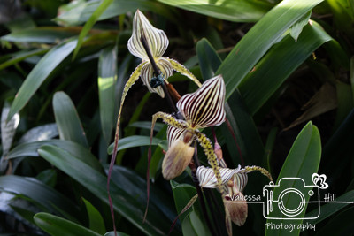 Stiped Orchids 2