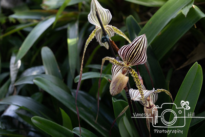 Striped Orchid 3