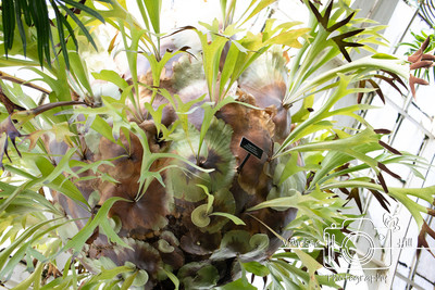 Stag Horn Fern