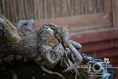 Gnarled Bonsai Trunk
