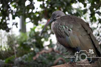 Ibis