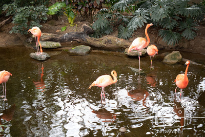 Flamingos