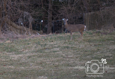 City Deer