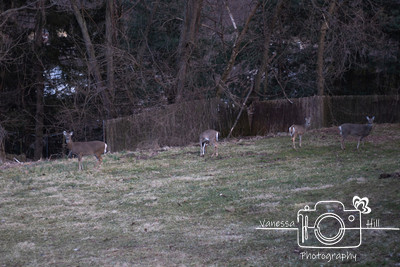 City Deer Herd