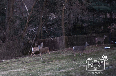 City Deer Herd 2