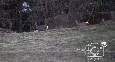 Running Deer
