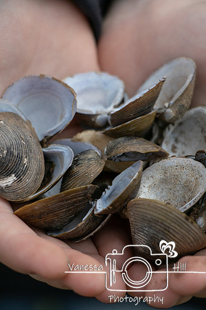 Potomac Shells