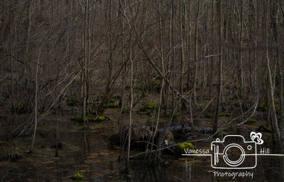 Maryland Swamp