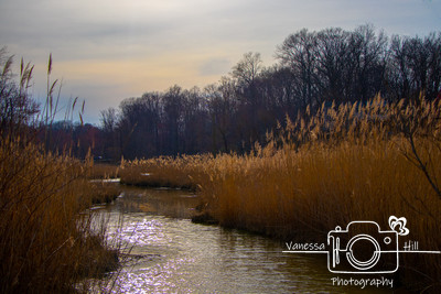 Chesapeake Feed
