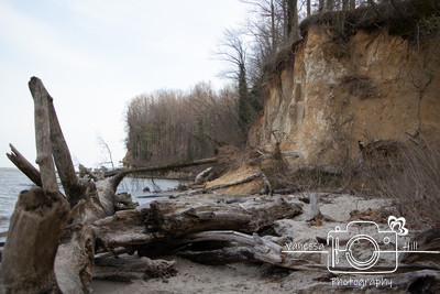 Randal Cliffs Drift Wood