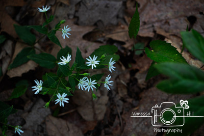 IMG_6676-Edit