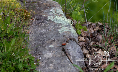 Broad-headed Skinks