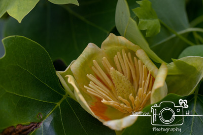 Tulip Tree Bloom