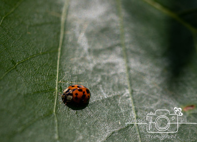 Lady Bug
