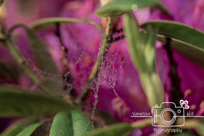 Dewy Spider Web