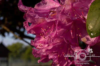 Dew Cover Rhododendron