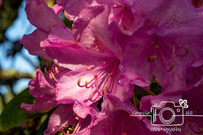 Dew Cover Rhododendron