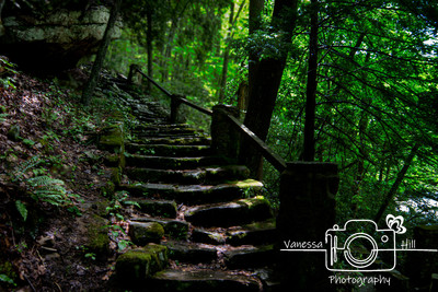 Forest Steps