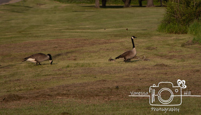 Canada Geese