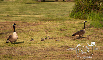 Canadian Geese