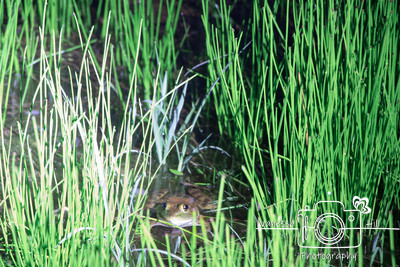 Bullfrog at night