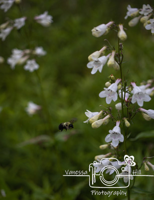 Bumble Business 3