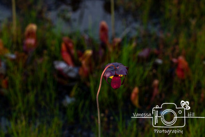 Pitcher Plant Flower