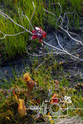 Pitcher Plant