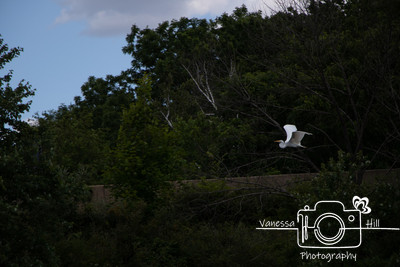 Great Egret Taking Off