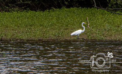 Great Egret