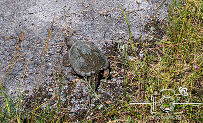 Turtle We Rescued