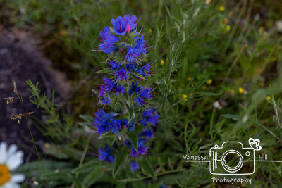 WV Wildflowers