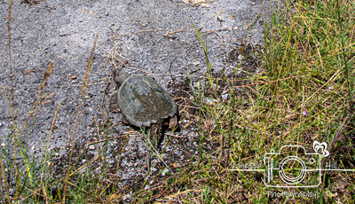 Turtle We Rescued