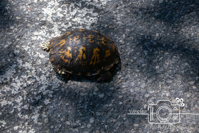 Box Turtle (Tortiose) We Rescued