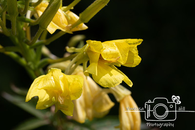 WV Wildflowers