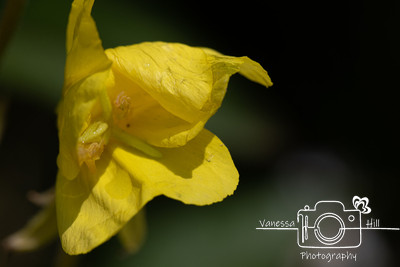 WV Wildflowers