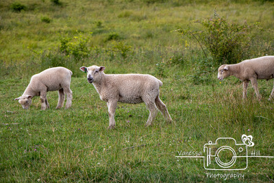 Spruce Mountain Sheep