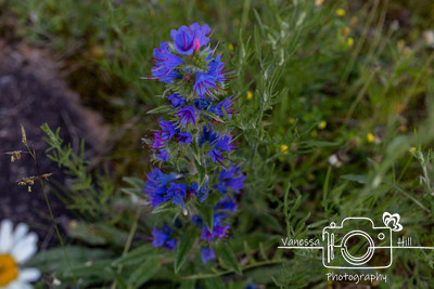 WV Wildflowers