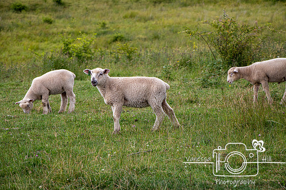 Spruce Mountain Sheep