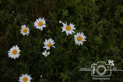 Wildflowers