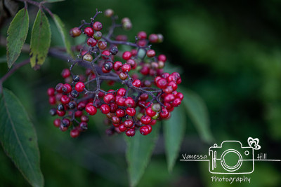 Elderberries