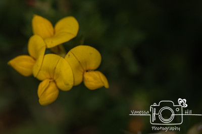 Wildflowers