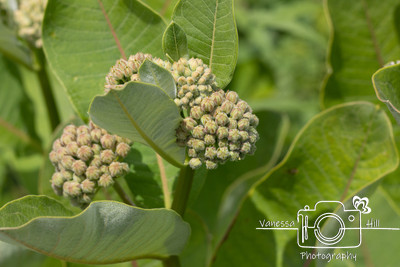 Unbloomed Milkweed