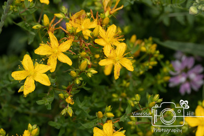 Wildflowers