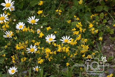 Wildflowers