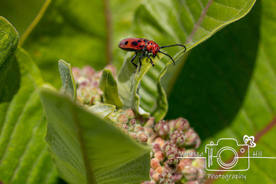 Milkweekd Bug