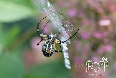 Yellow Garden Spider Having a Snack