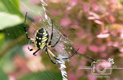 Yellow Garden Spider