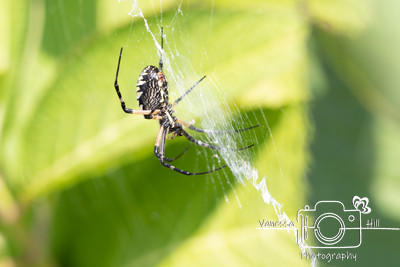 Yellow Garden Spider Having a Snack