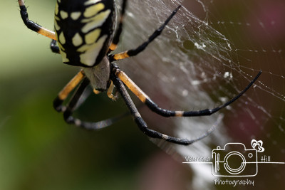 Yellow Garden Spider